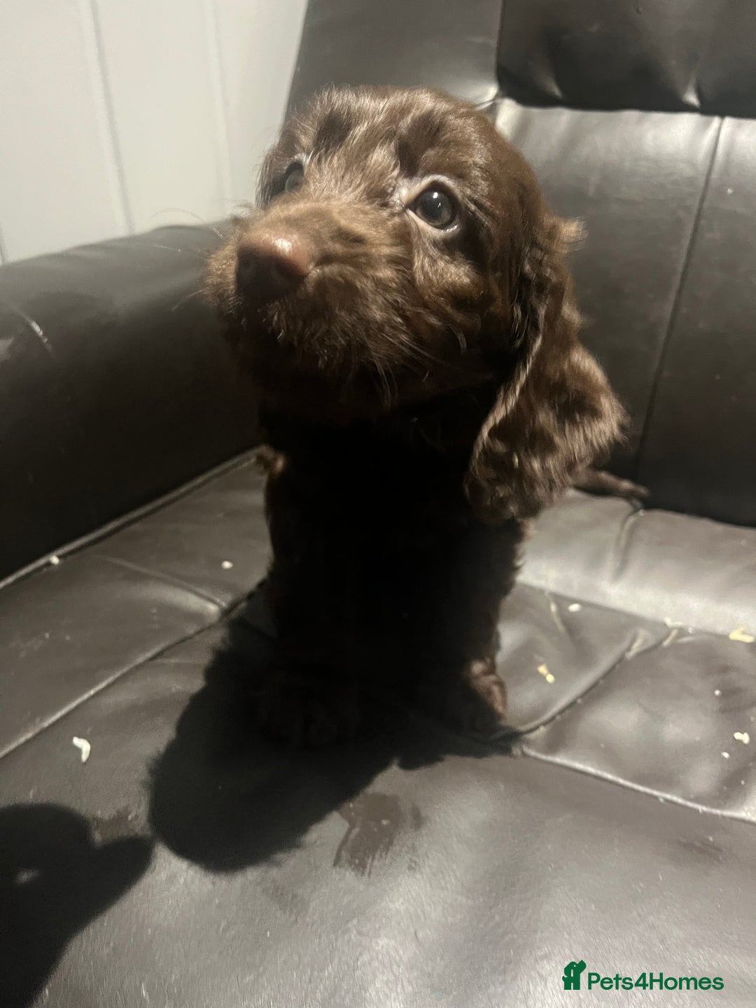 Cockapoo dogs for sale: F1 cockapoo puppies registered breeder - Image 21