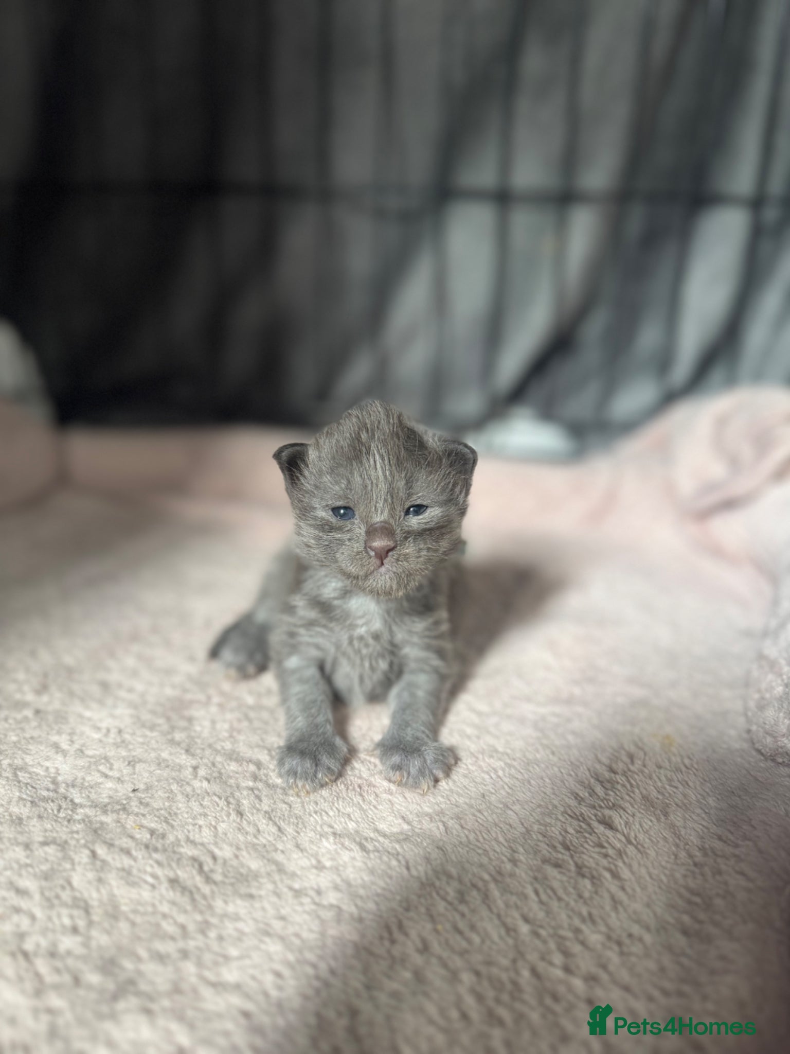 Maine Coon cats TICA Black&Blue Smoke Maine Coons - Advert 7