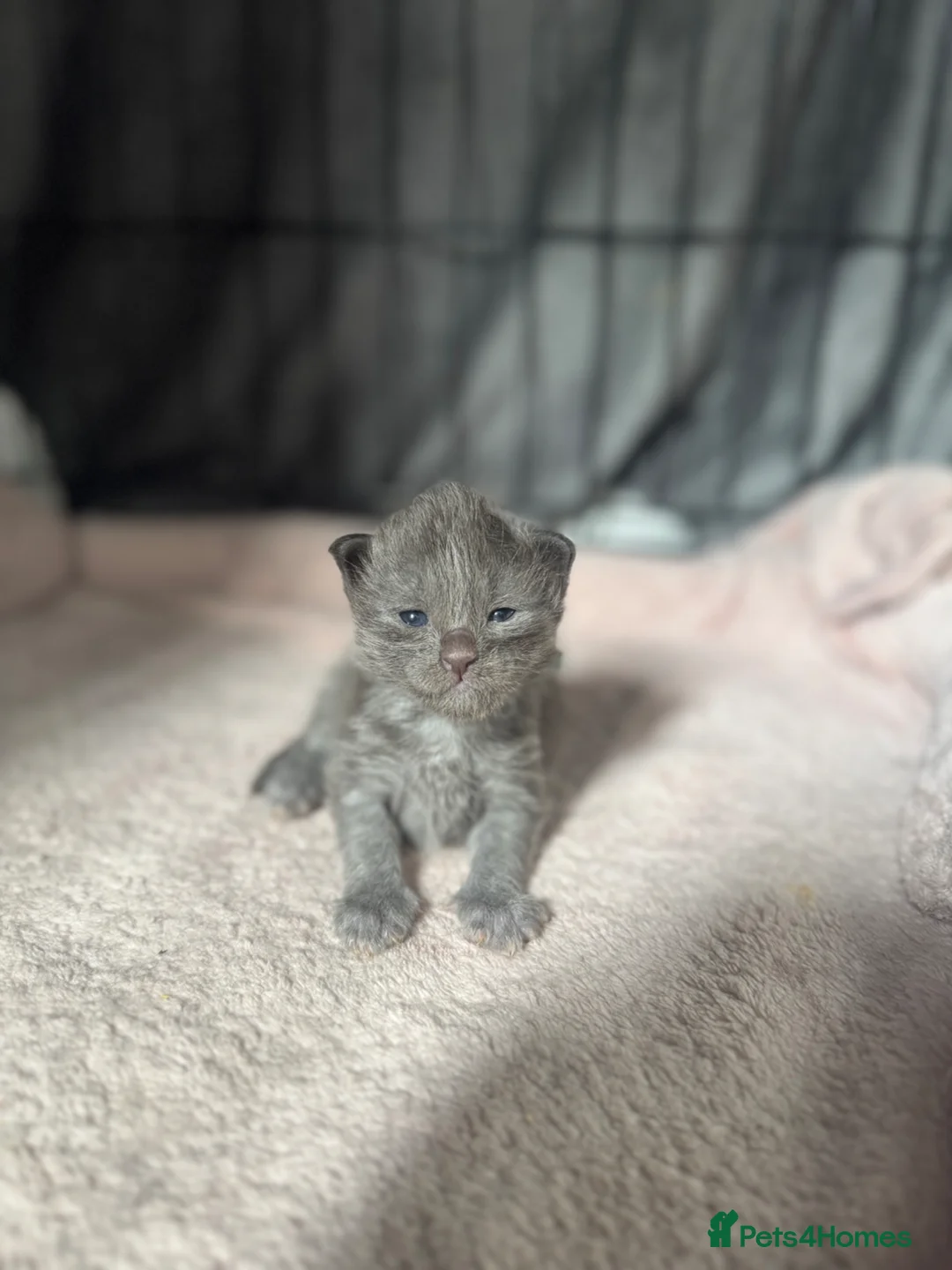 Maine Coon cats for sale: TICA Black&Blue Smoke Maine Coons - Advert 1