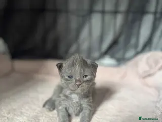 Maine Coon cats TICA Black&Blue Smoke Maine Coons - Advert 7