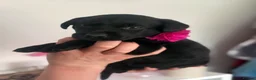 Labrador Retriever dogs for sale: LABRADOR RETRIEVER–HEALTH TESTED, FULLY VACCINATED - Advert 27