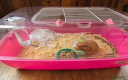 Hamster rodents for sale: Hamster with cage - Image 1