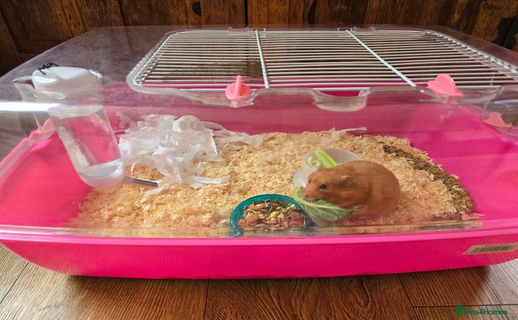 Hamster rodents - Advert 1