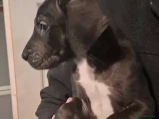 Great Dane dogs Great Dane puppies K.C Registered - Advert 3