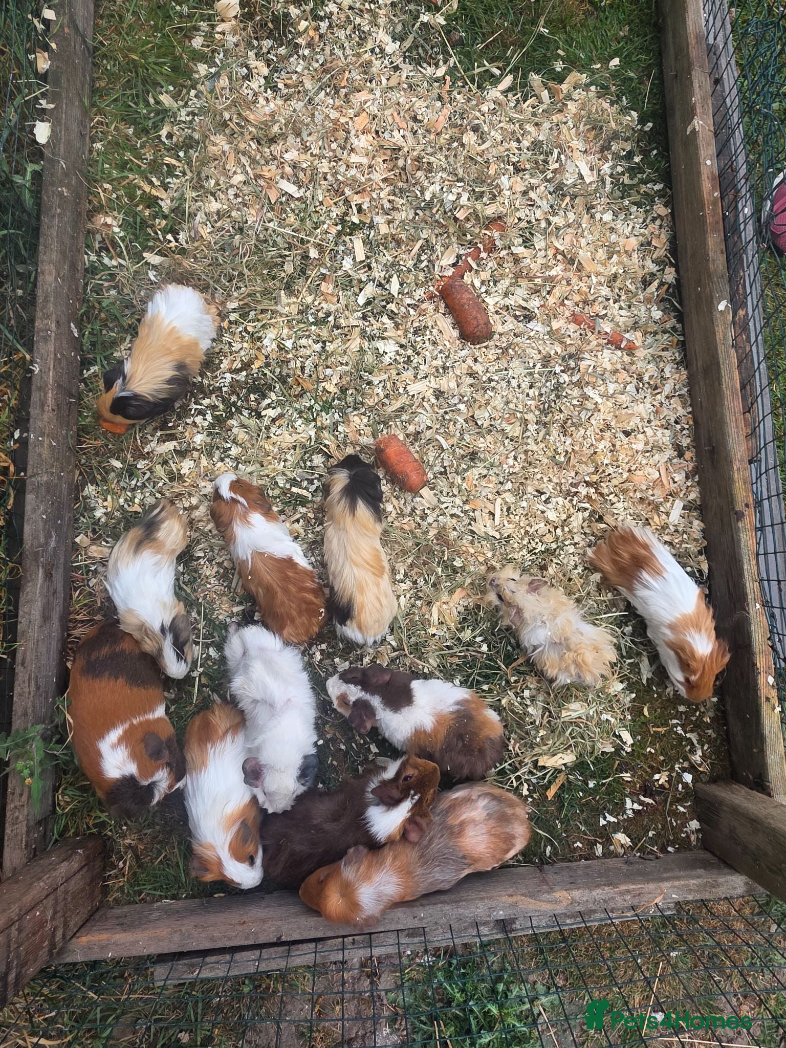 Guinea Pig rodents Male Guinea pigs - Advert 1