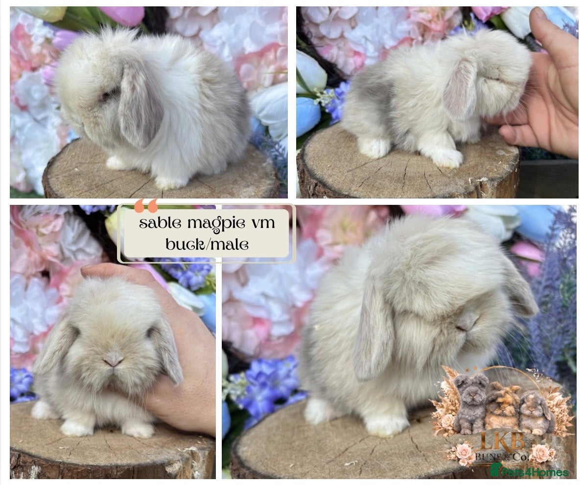 Mini Lop rabbits 🌟 PUREBRED PEDIGREE MINI LOPS🌟  - Advert 17