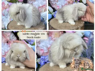 Mini Lop rabbits 🌟 PUREBRED PEDIGREE MINI LOPS🌟 - Advert 17