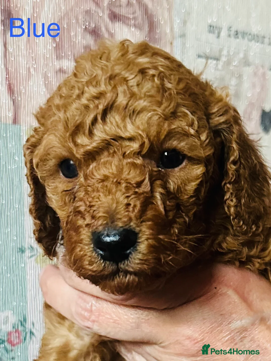 Cockapoo dogs for sale: Beautiful F1B Cockapoo puppies  - Advert 2