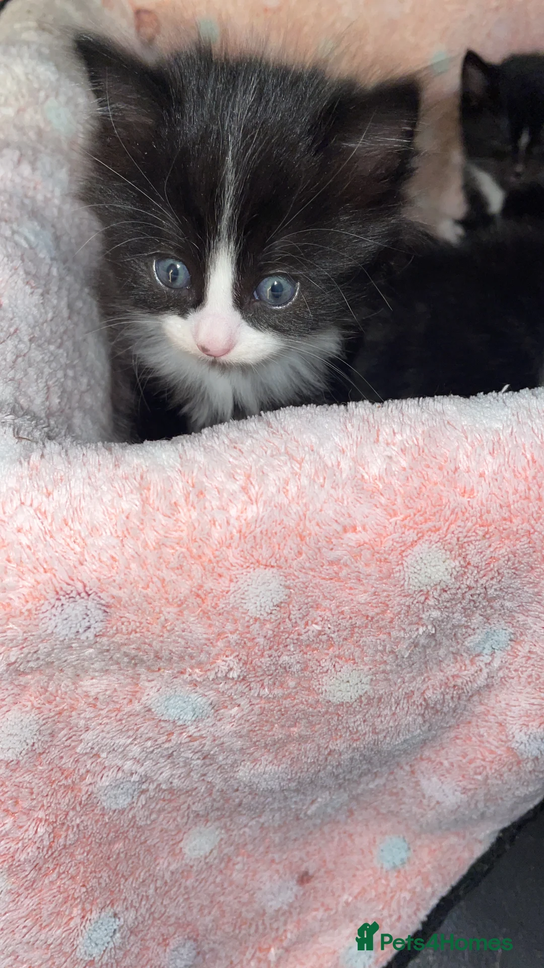 Domestic Shorthair cats for sale: Black n white Tuxedo Kittens - Advert 7