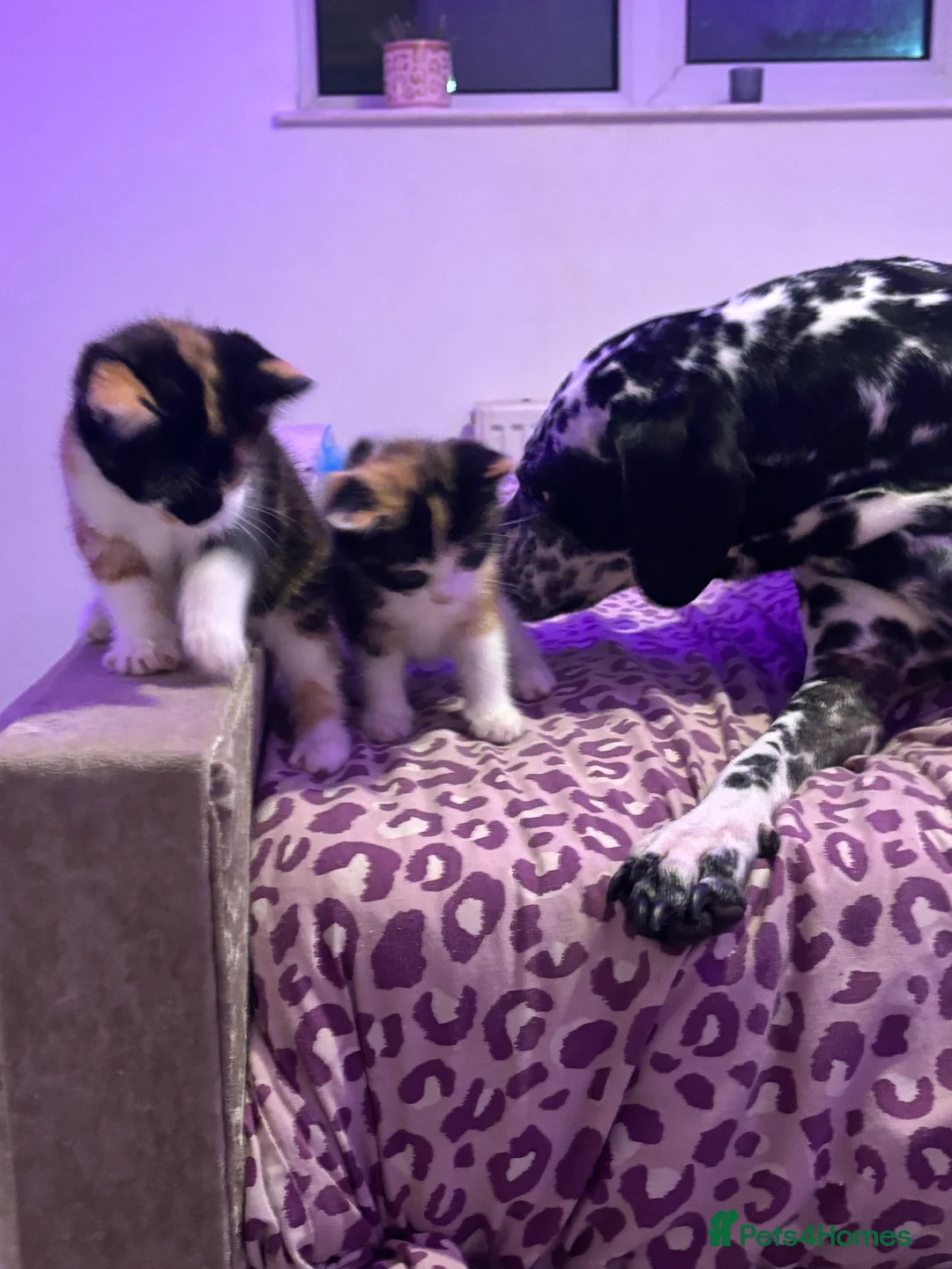 British Shorthair cats for sale: Calico kittens  - Advert 8