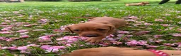 Mixed Breed dogs for sale: 8 beautiful red Vizslador puppies vizsla Labrador  in Ipswich - Advert 11