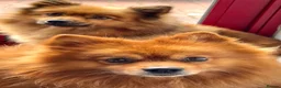 Pomeranian dogs for sale: Pomeranian Puppy Girl Available.  - Advert 1