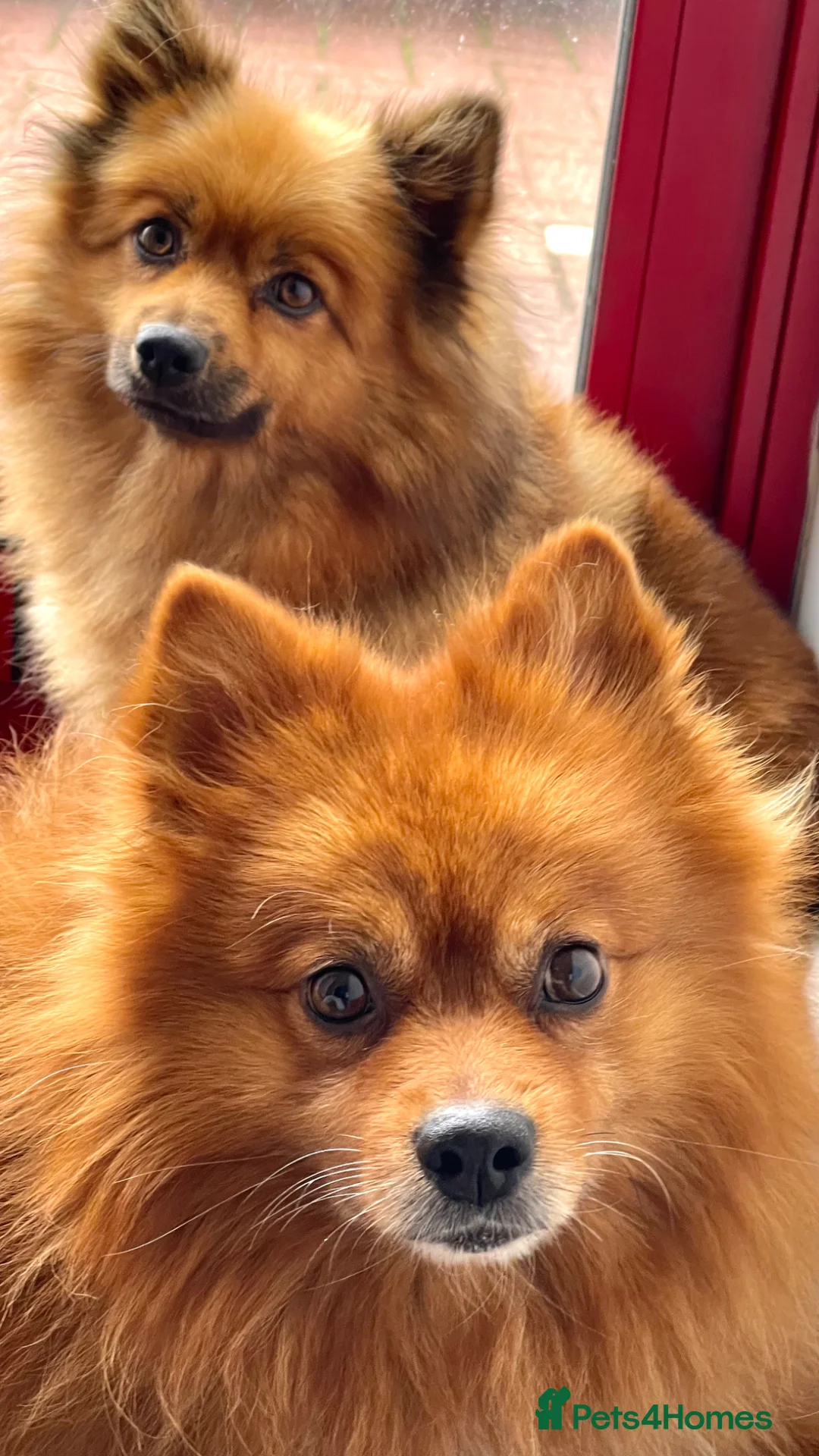 Pomeranian dogs for sale: Pomeranian Puppy Girl Available.  - Advert 1