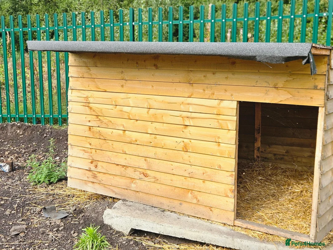 Goats livestock for sale: Animal shelter  - Advert 7