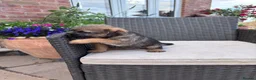 Border Terrier dogs for sale: Pedigree K C Reg Border Terrier Puppies for sale in Derby - Advert 26