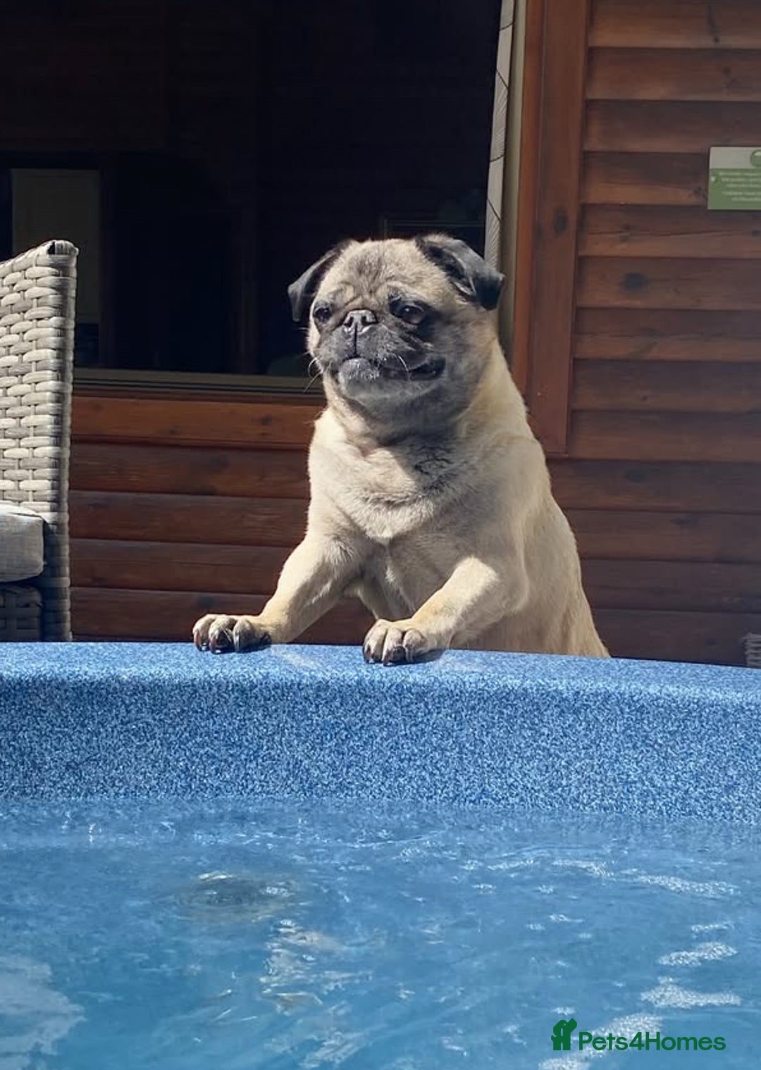 Pug dogs for sale: The sweetest 8 year old Female Pug  - Advert 13