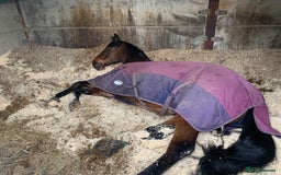 Irish Sports horses for sale: Happy Hacker / Companion  - Image 4