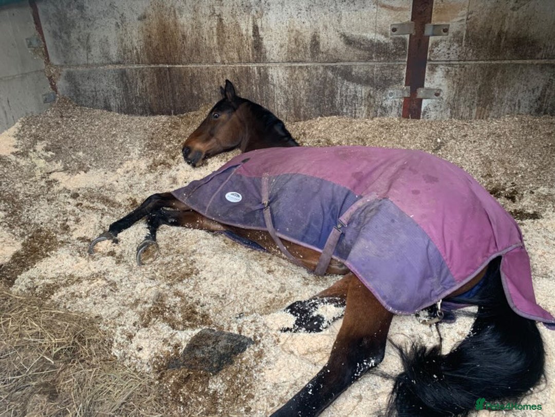 Irish Sports horses for sale: Happy Hacker / Companion  - Image 4
