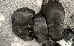 Shih Tzu dogs for sale: Shihtzu pups 5*breeder  - Image 2