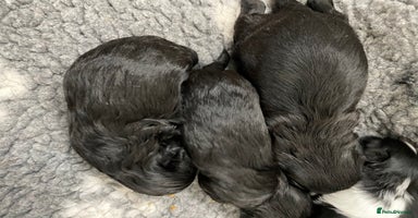 Shih Tzu dogs - Advert 6