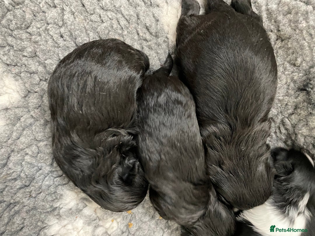 Shih Tzu dogs for sale: Shihtzu pups 5*breeder  - Image 2