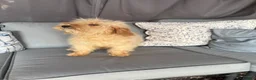 Cockapoo dogs for sale: Lilly - Advert 5