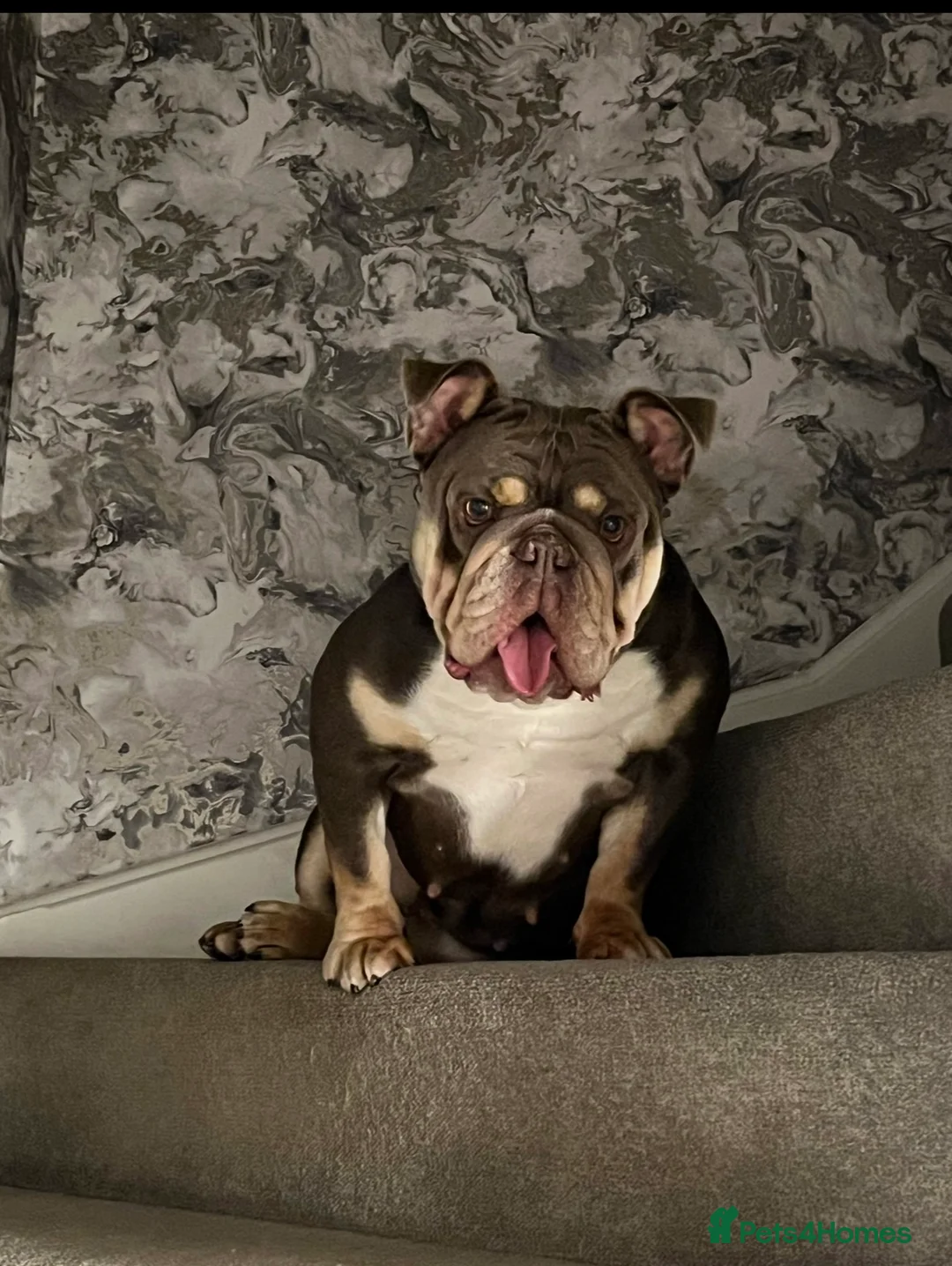 Mixed Breed dogs for sale: Fluffy British Bulldog Cross Chow Puppies – Rare - Advert 10