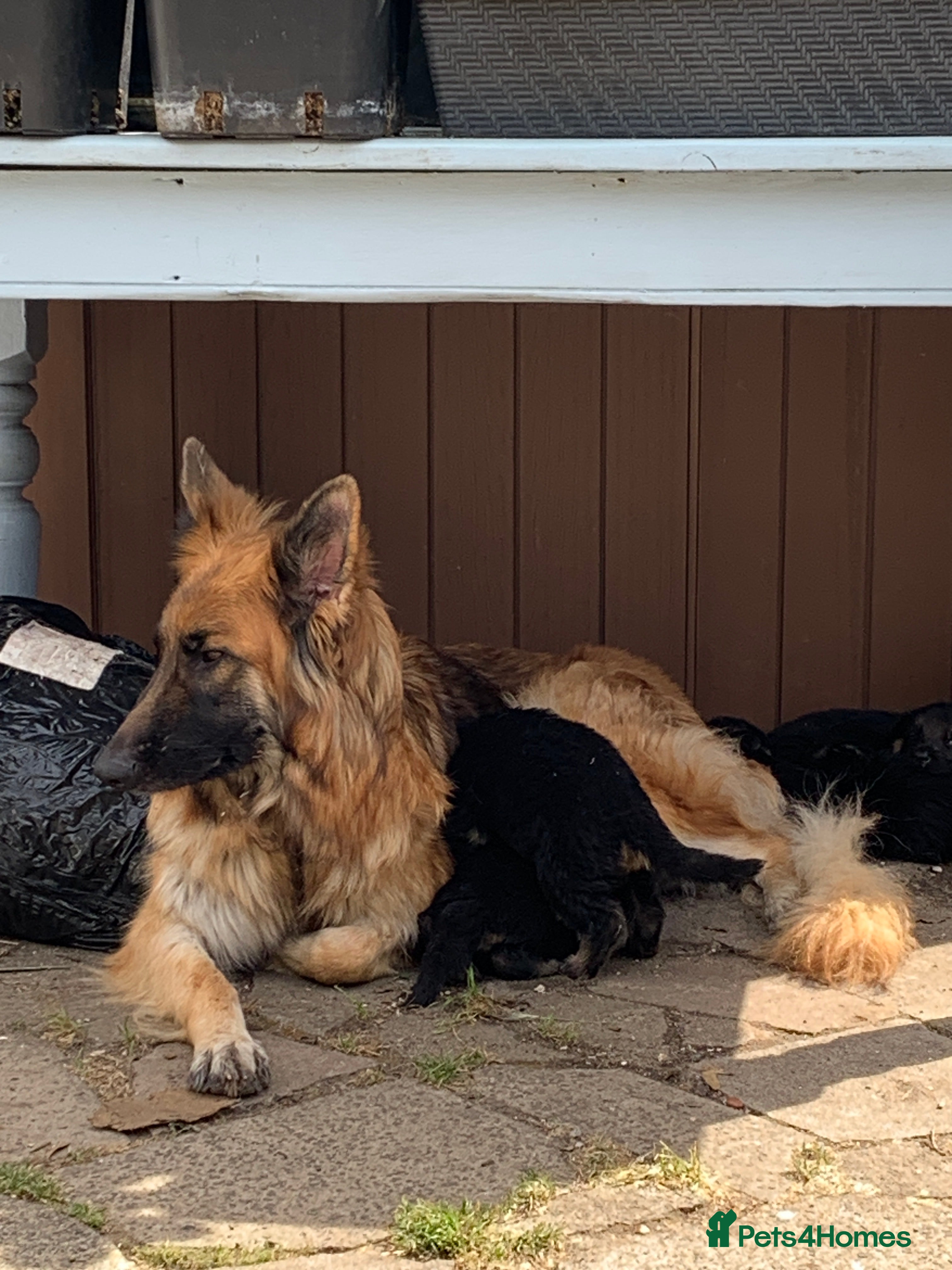 German Shepherd dogs for sale: German Shepherd puppies Males and Females - Advert 1