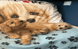 Cavachon dogs for sale: Fluffball Cavapoos ready to go 💕 - Image 14