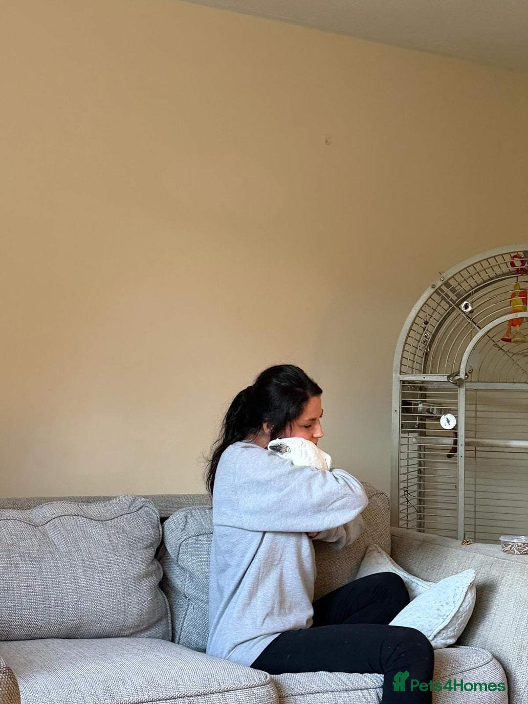 Cockatoo birds for sale: Cockatoo  - Advert 2