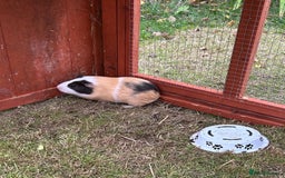 Guinea Pig rodents for sale: Beautiful baby Guinea pigs - Image 1