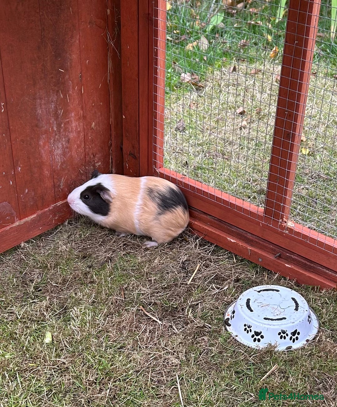 Guinea Pig rodents for sale: Beautiful baby Guinea pigs - Image 1