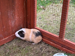 Guinea Pig rodents - Advert 2