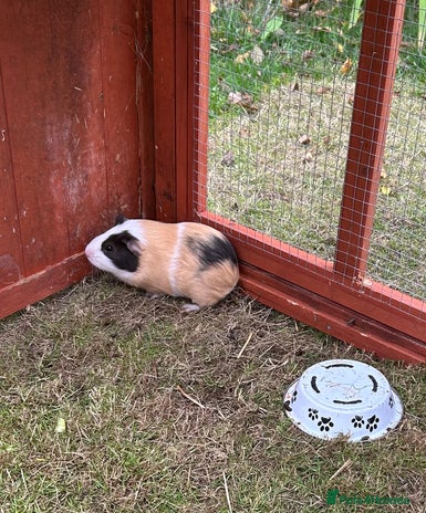 Guinea Pig rodents - Advert 5