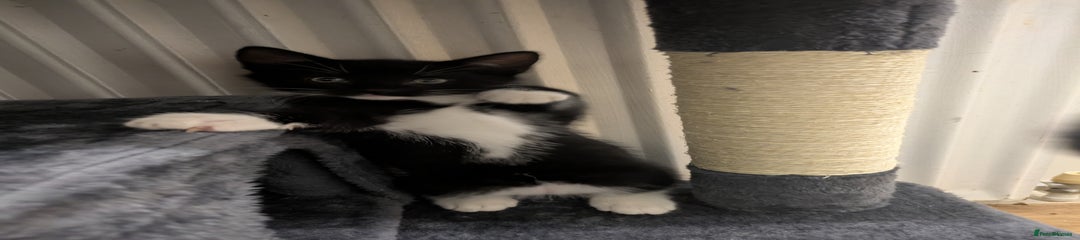 Mixed Breed Kitten 2