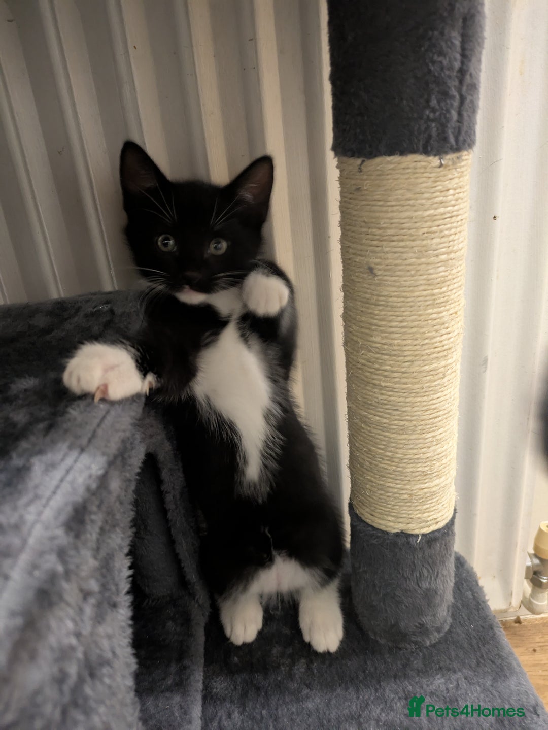Mixed Breed cats for sale: Cute Kittens for Sale – Ready for Loving Homes 🐱 - Image 6