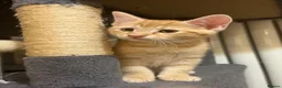 Maine Coon cats for sale: Beautiful Maine Coon x Silver British shorthair - Advert 21