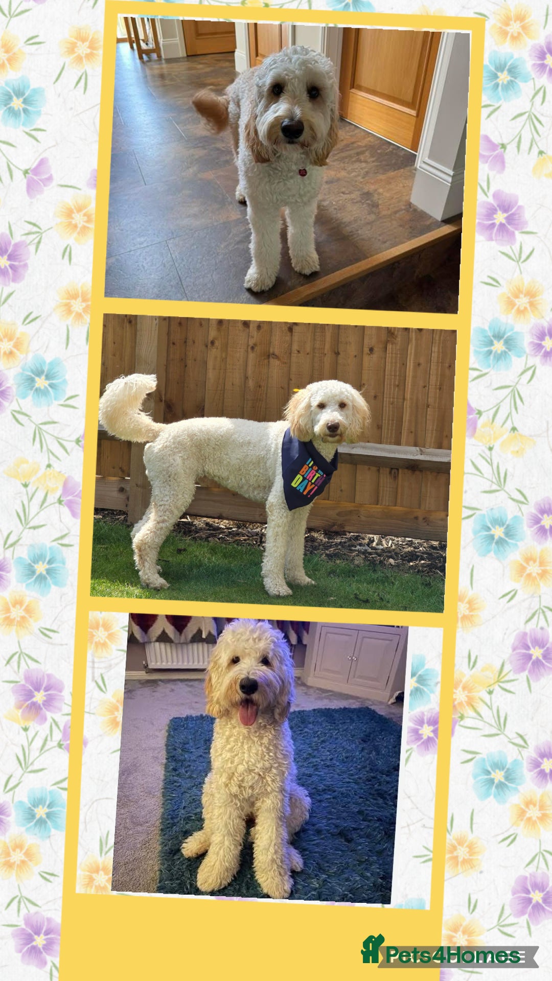 Mixed Breed dogs for sale: Multigeneration Cream/Apricot Double Doodles  - Advert 10