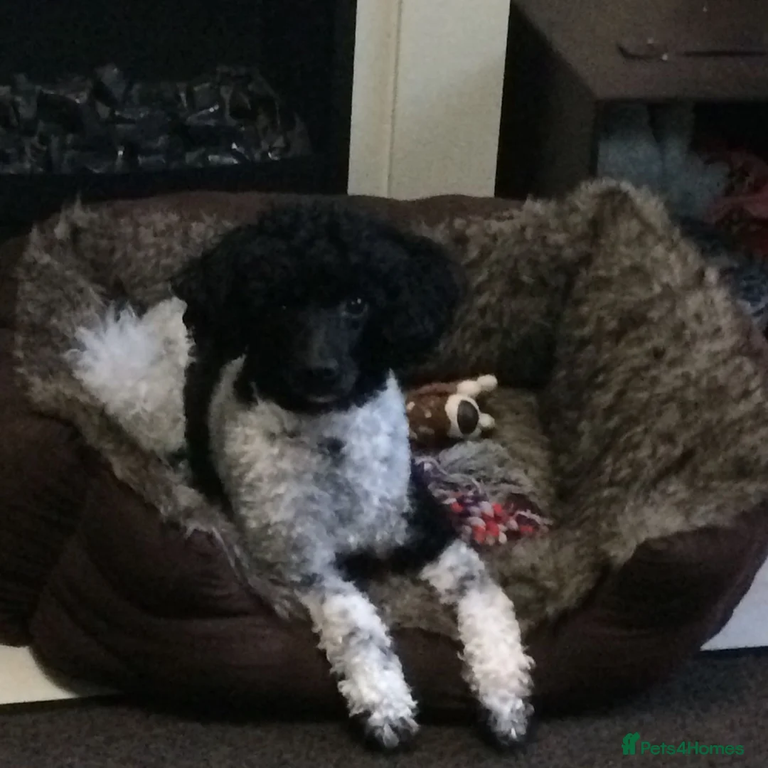 Toy Poodle dogs for stud: Toy Poodle for stud - Advert 2