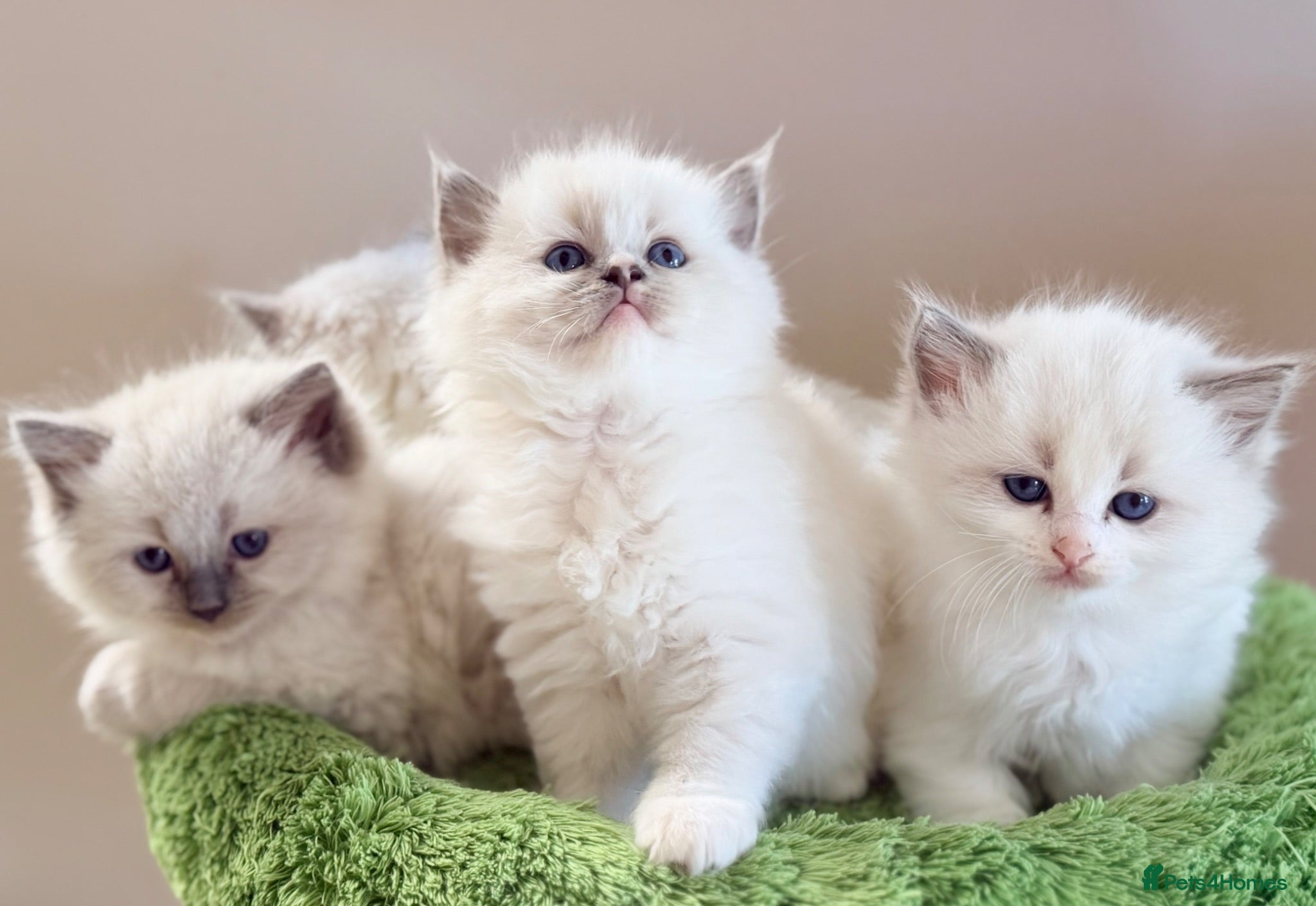 Ragdoll cats Champion pedigree Chucky Ragdoll babies  - Advert 1