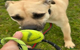 Mixed Breed dogs for adoption: Rocco - Norwich Norfolk  - Image 17