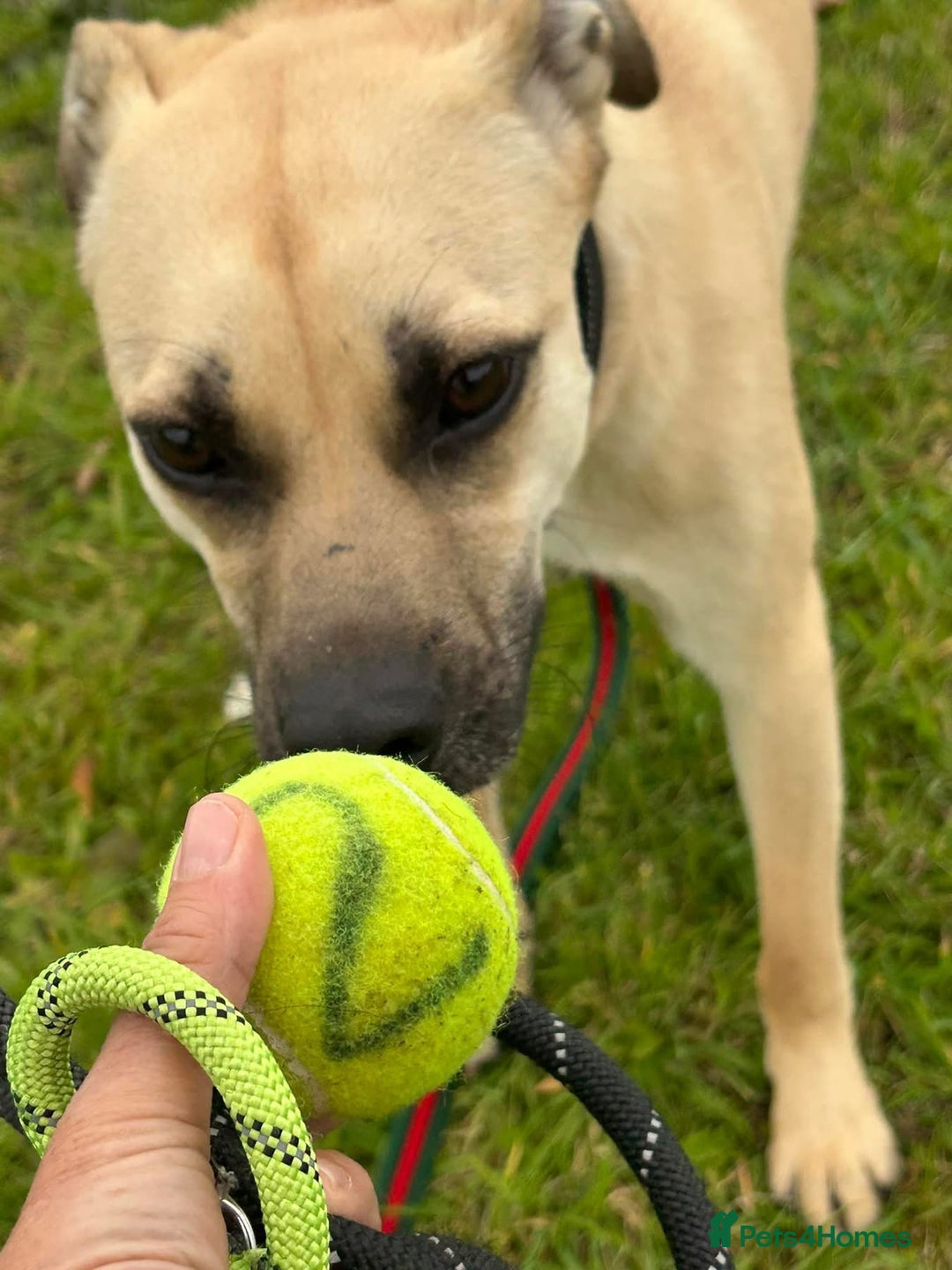 Mixed Breed dogs for adoption: Rocco - Norwich Norfolk  - Image 17