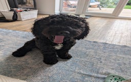 Mixed Breed dogs for sale: Female Lakipoo needs new home of her own - Image 4
