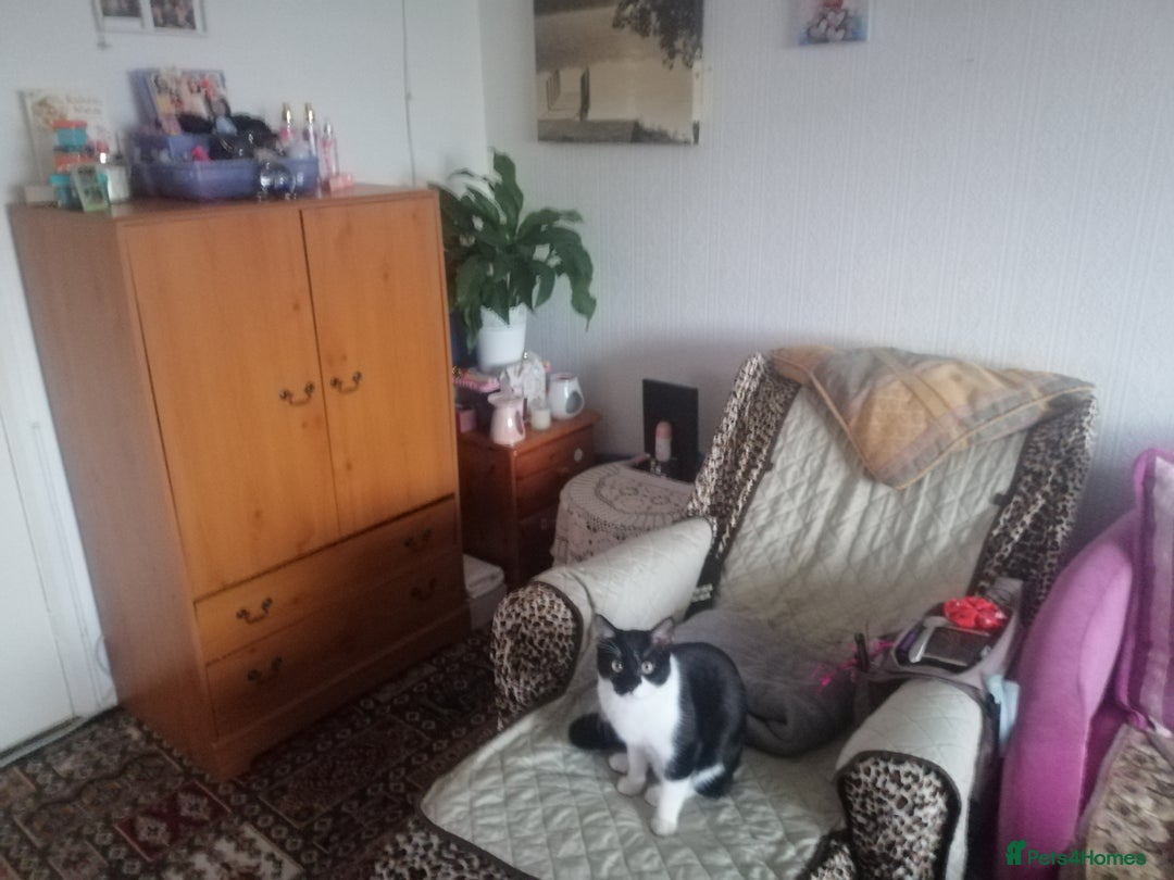 British Shorthair cats for sale: White and black female and male cats - Image 32