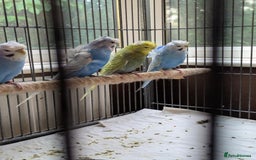 Budgerigars birds for sale: Japanese crested Hagoromos for sale - Image 8