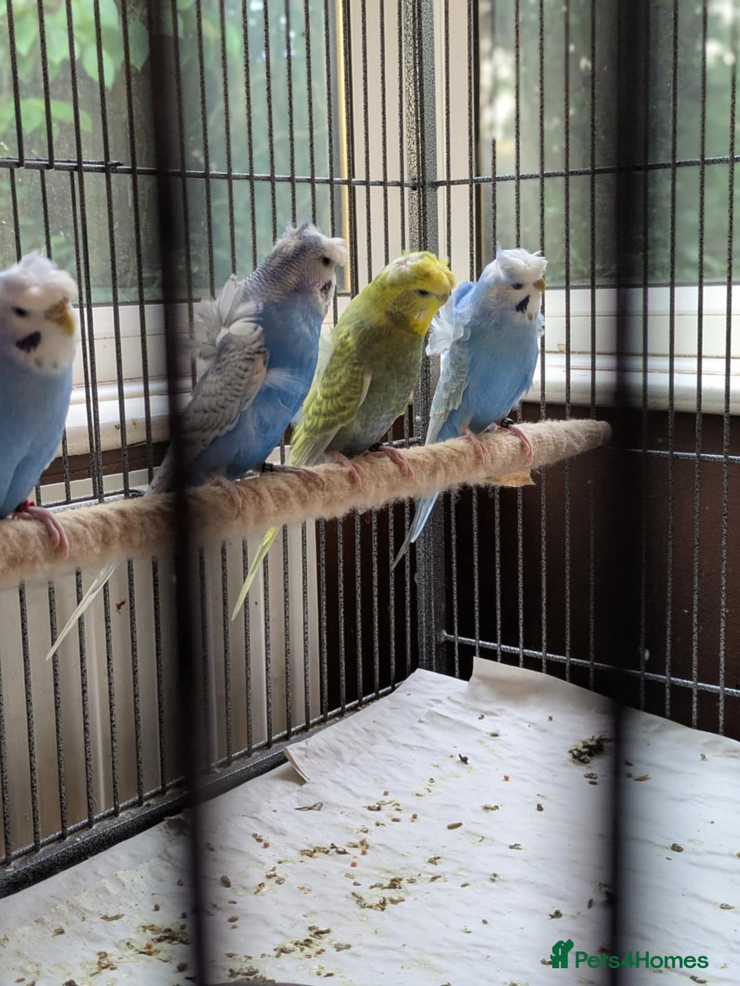 Budgerigars birds for sale: Japanese crested Hagoromos for sale - Image 8
