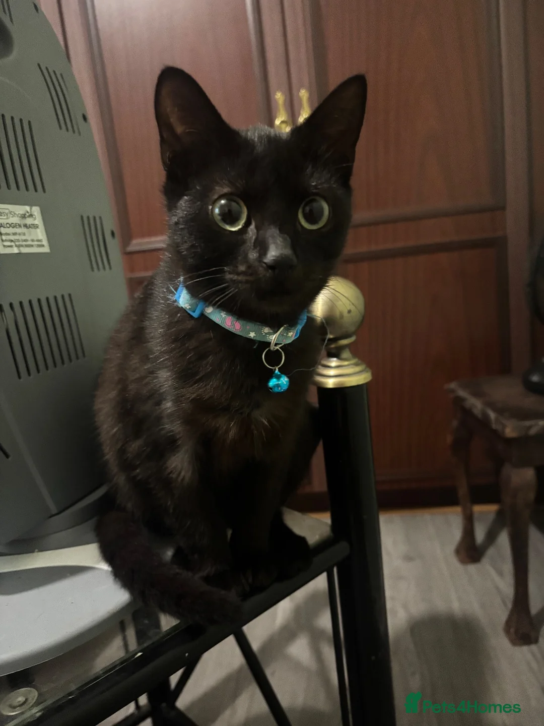 British Shorthair cats for sale: Black kitten - Advert 1