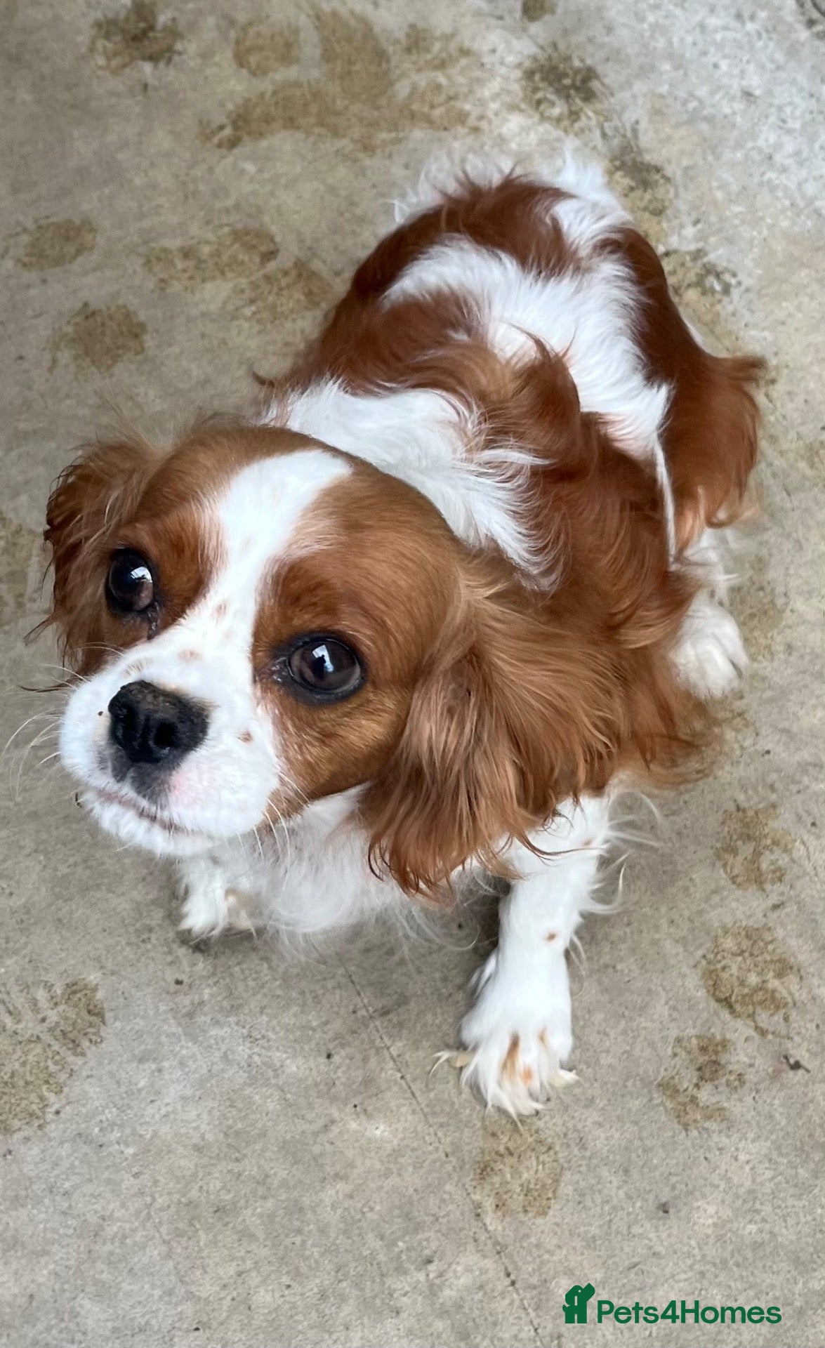 Cavapoo dogs Stunning Cavapoo puppies  - Advert 1