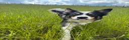 Border Collie dogs for sale: Border collie - male  in Sheffield - Advert 2
