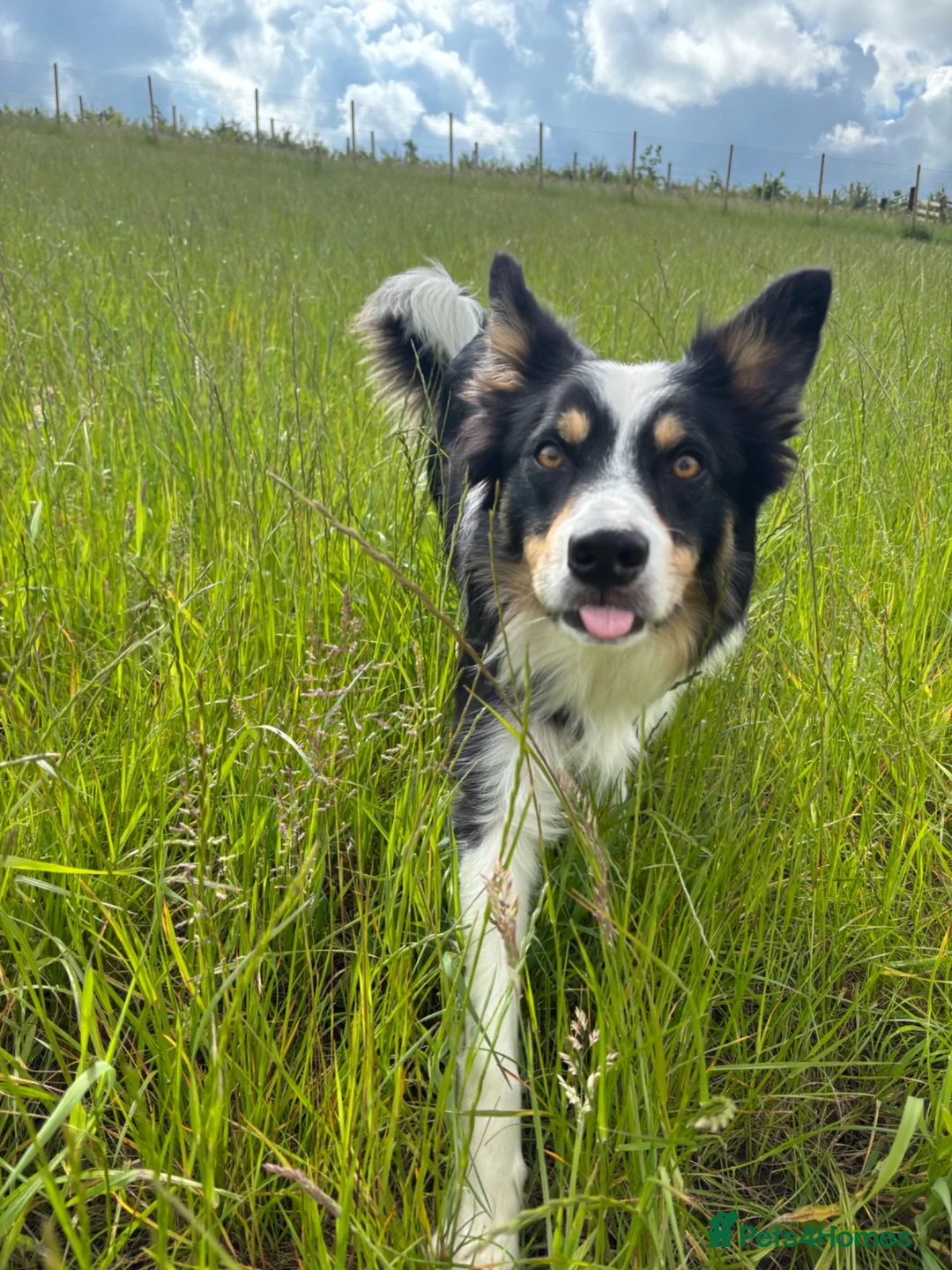 Border Collie dogs for sale: Border collie - male  in Sheffield - Advert 2